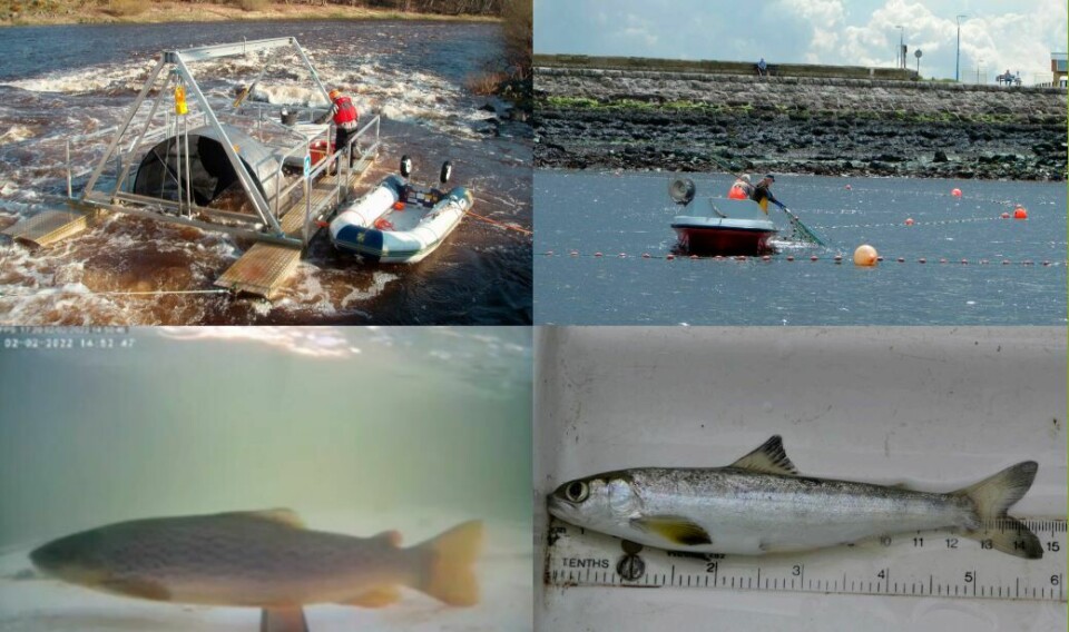 A montage from the latest report on wild salmon numbers in England and Wales, which warns that populations are at crisis point in many rivers.
