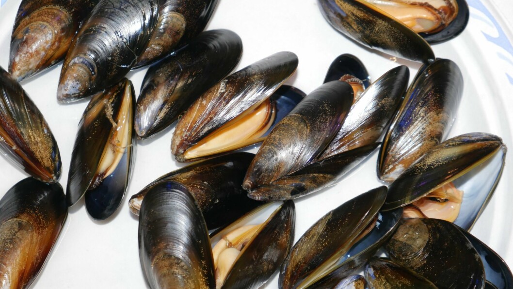Researchers at Glasgow Caledonian University discovered extremely low levels of HEV in mussels. Photo: FFE