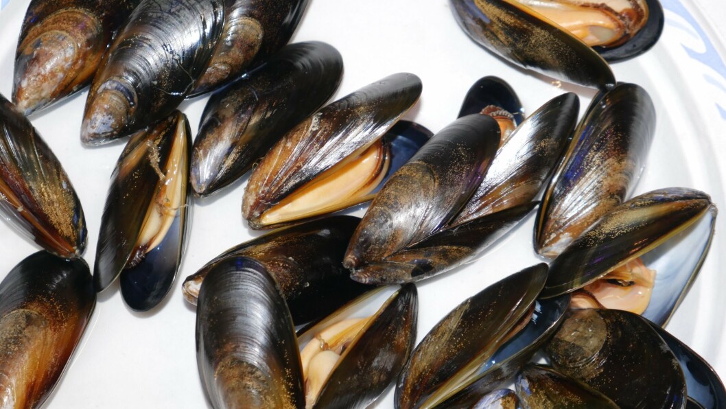 Researchers at Glasgow Caledonian University discovered extremely low levels of HEV in mussels. Photo: FFE Researchers at Glasgow Caledonian University discovered extremely low levels of HEV in mussels. Photo: FFE