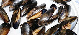 Climate change hampering mussel shell growth