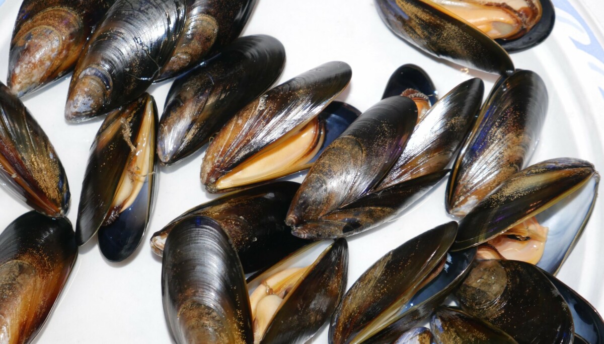 Pyster Shells Scotland Scottish mussel and Pacific oyster production grew by 5% last year