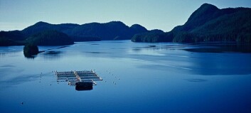 Closing fish farms won’t save wild salmon, warns academic