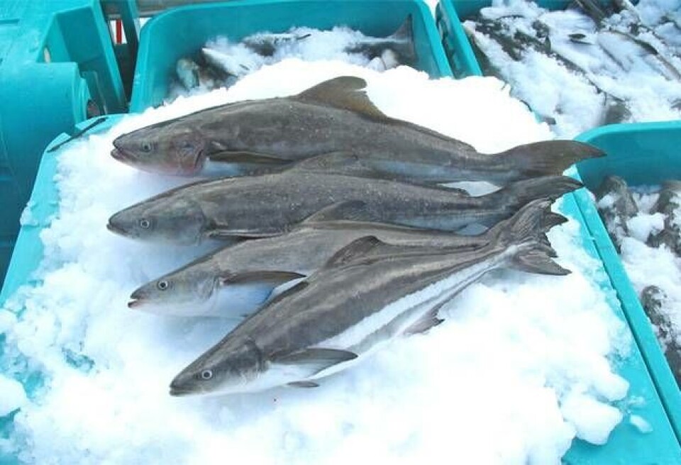 Cobia- the fish of the future?