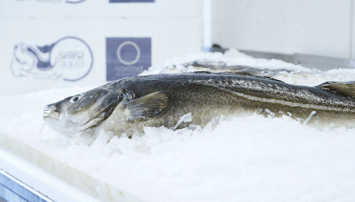 Cod Boat Harvest Cod farmer makes first commercial harvest and targets 25,000 tonnes