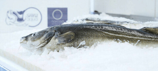 Cod farmer makes first commercial harvest and targets 25,000 tonnes