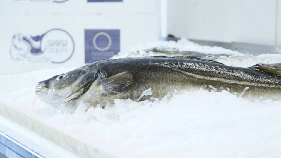 Norcod has started earning money from its fish. Photo: Norcod.