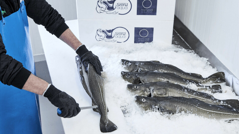 Norcod's first fish had a bFCR of 1.007. The company expects to harvest 5,000 tonnes by the end of Q1 2022. Photo: Norcod.