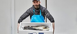 Cod farmer stocks next year’s fish as it nears first commercial harvest
