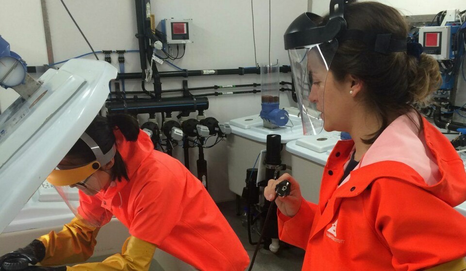 Francisca Samsing and Kathy Overton at IMR, where they are delousing salmon with hydrogen peroxide in sea water with lowered temperature. Photo: IMR