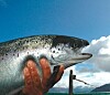 Colder water makes salmon happier