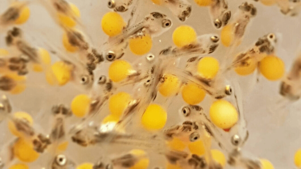 Spring Genetics' tilapia fingerlings. Photo: Benchmark. Spring Genetics' tilapia fingerlings. Photo: Benchmark.