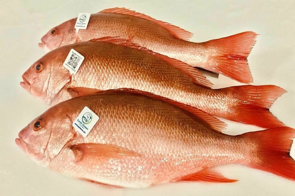 Pacific red snapper grown by Earth Ocean Farms off the coast of Baja Mexico. Photo: Earth Ocean Farms.