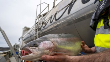 Petuna's breeding programme is seeking out fish that are tolerant of warming sea temperatures. Photo: Petuna. Petuna's breeding programme is seeking out fish that are tolerant of warming sea temperatures. Photo: Petuna.