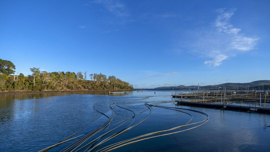 A Petuna salmon farm. A Petuna salmon farm.