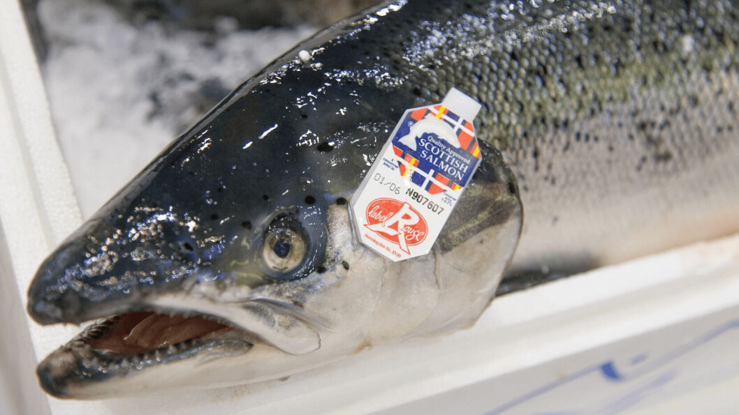 A Label Rouge Scottish salmon. Problems caused in exporting fish to the European Union following the end of the Brexit transition period have cost the industry £11m since January 1.