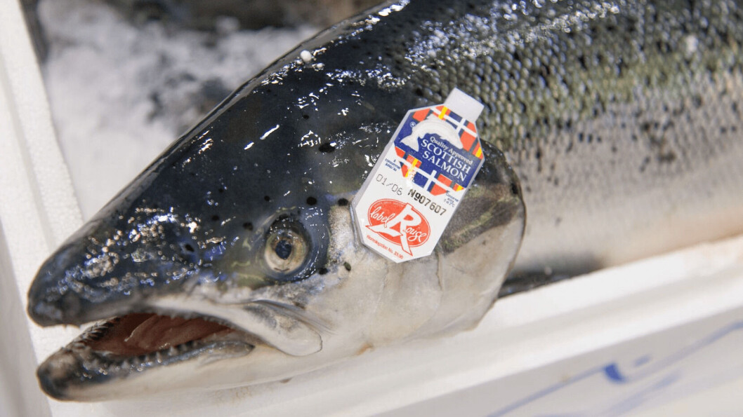 A Label Rouge Scottish salmon. Problems caused in exporting fish to the European Union following the end of the Brexit transition period have cost the industry £11m since January 1. A Label Rouge Scottish salmon. Problems caused in exporting fish to the European Union following the end of the Brexit transition period have cost the industry £11m since January 1.