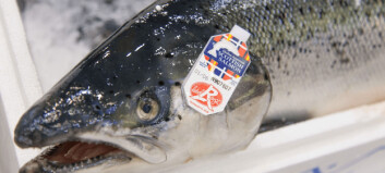 Brexit costs Scottish salmon farmers £11m in two months