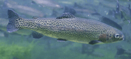 Bubbles may be beneficial for trout, study shows