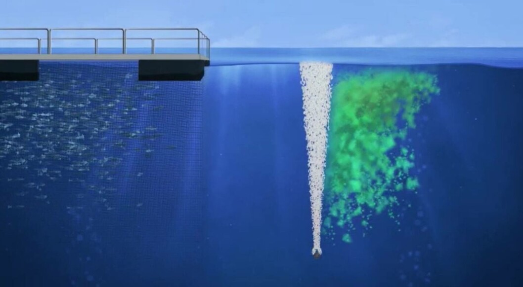An illustration of how the bubble curtain prevents algae and jellyfish from entering cages. Image: PSP video. An illustration of how the bubble curtain prevents algae and jellyfish from entering cages. Image: PSP video.