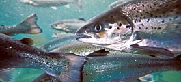 Six salmon escape from Marine Harvest farm