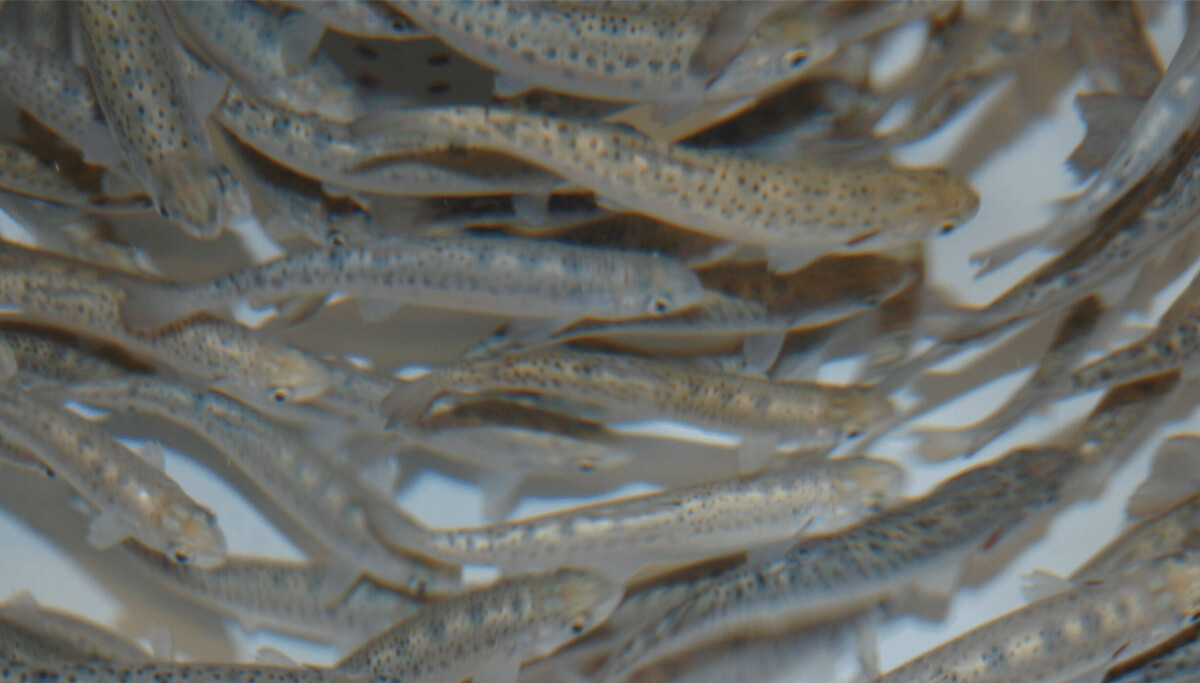 Buying time if things go wrong in a RAS