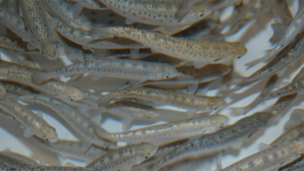 Illustrative photo of smolts in a tank. A sudden stop in the supply of water and oxygen could cause serious stress to smolts, which in turn will lead to oxygen consumption that is several times higher, exacerbating an already-difficult situation.