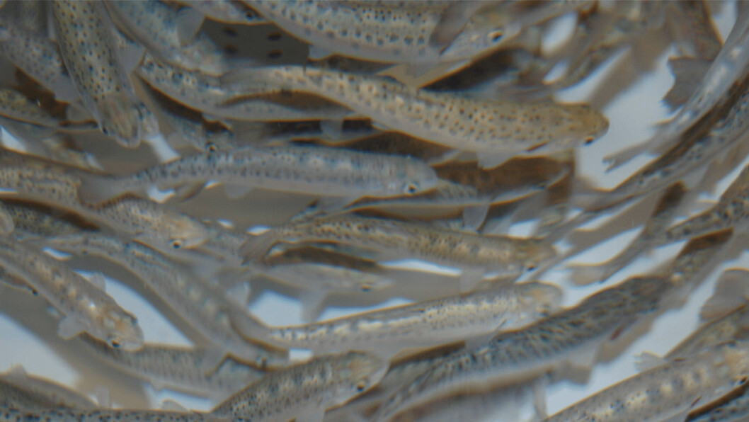 Illustrative photo of smolts in a tank. A sudden stop in the supply of water and oxygen could cause serious stress to smolts, which in turn will lead to oxygen consumption that is several times higher, exacerbating an already-difficult situation. Illustrative photo of smolts in a tank. A sudden stop in the supply of water and oxygen could cause serious stress to smolts, which in turn will lead to oxygen consumption that is several times higher, exacerbating an already-difficult situation.
