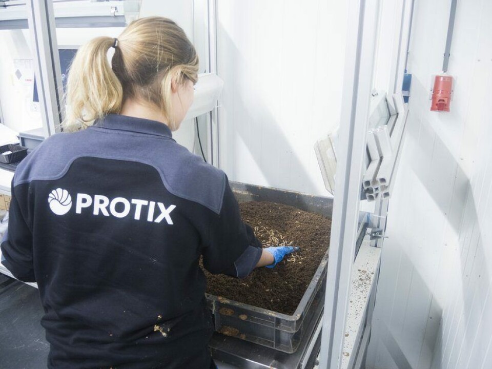 Protix has been running trials of its fishmeal-free food in conjunction with Norwegian research institutions. Photo: Protix