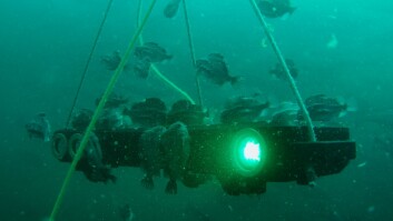 Lumpfish gather on a Bioscope in use on a Norwegian salmon farm. Photo: Optoscale. Lumpfish gather on a Bioscope in use on a Norwegian salmon farm. Photo: Optoscale.