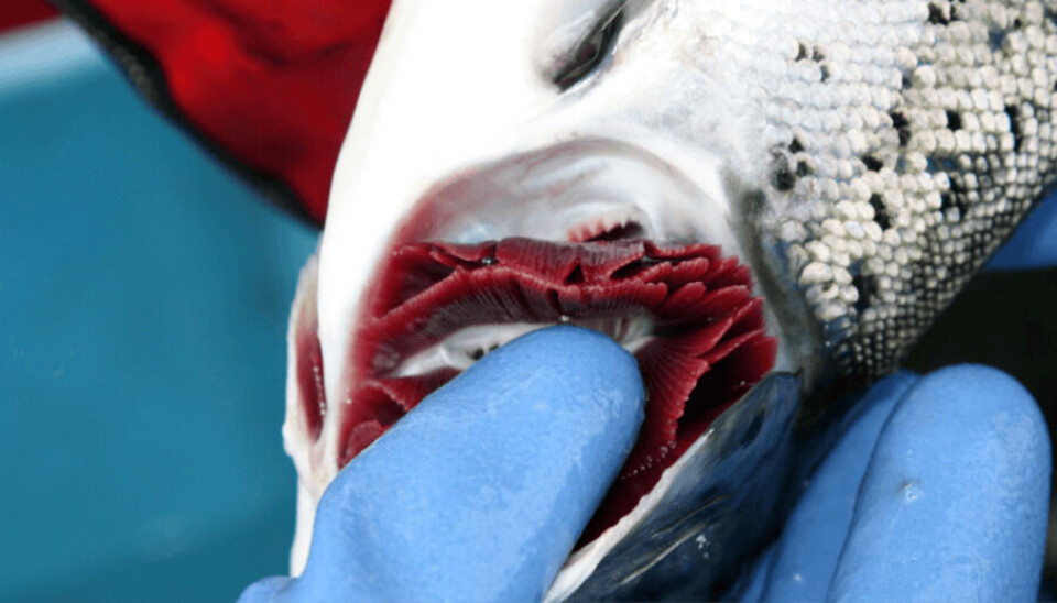 File photo of a salmon's gills being examined during a health check.
