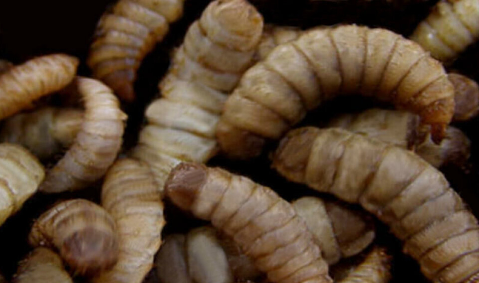 Black soldier fly larvae provide environmentally friendly, nutritious ingredients for animal feed. Members of IFFO will be updated on the progress of the insect industry at a members meeting in Spain in May.