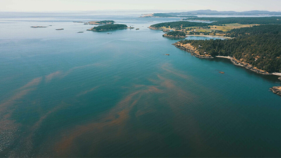 An algal bloom seen from the air. Blooms can be difficult to predict, and the more warning a fish farmer has, the more they can attempt to mitigate the effects. Photo: SAIC.