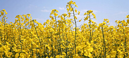 Canada approves Nuseed’s GM canola for aquafeed
