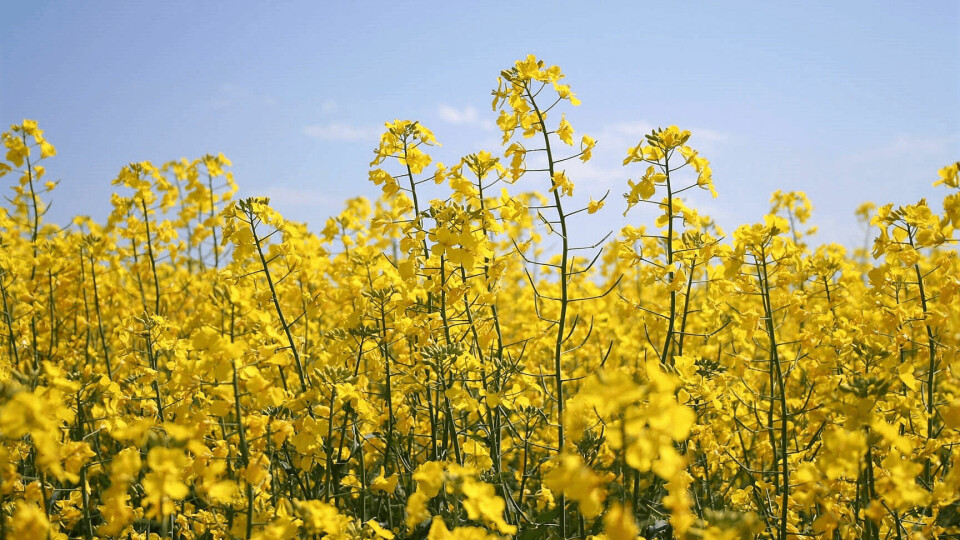 Nuseed's canola is one of three oilseed crops developed to produce omega-3 for fish feed. Photo: Nuseed.