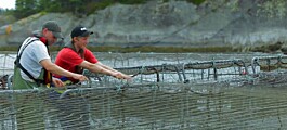 Four out of five back aquaculture in Canadian poll
