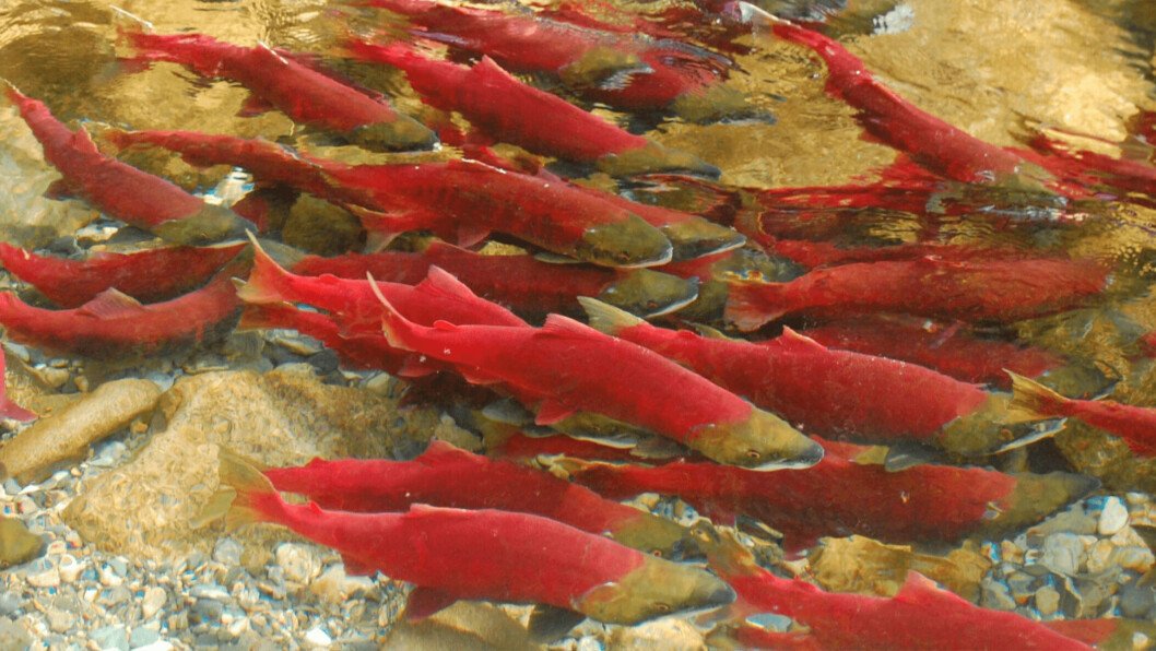 Migrating sockeye salmon. Photo: Dr Scott Hinch. Migrating sockeye salmon. Photo: Dr Scott Hinch.