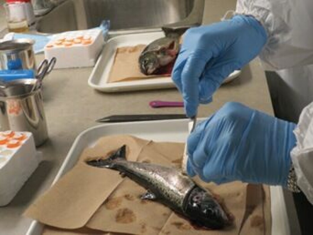 A researcher conducting tests on a fish. A DFO policy to not run PRV tests on salmon smolts is being questioned in court. Image: DFO/Canada