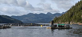PRV was in Canada before salmon farming, says fish vet