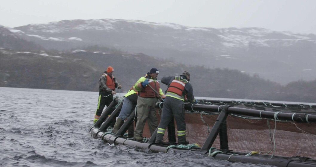 A Cooke salmon farm in Atlantic Canada. The company has reported ISAv at three sites in Newfoundland. Photo: Cooke.