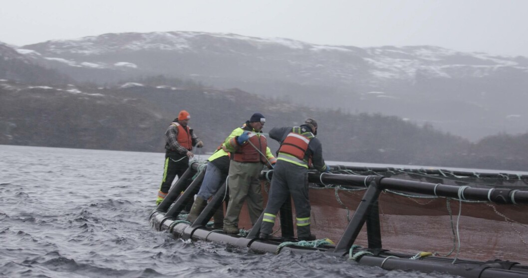 A Cooke salmon farm in Atlantic Canada. The company has reported ISAv at three sites in Newfoundland. Photo: Cooke. A Cooke salmon farm in Atlantic Canada. The company has reported ISAv at three sites in Newfoundland. Photo: Cooke.
