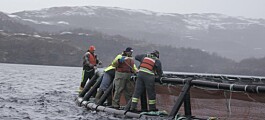 Cooke harvesting 1.2m salmon after ISAv diagnoses in Newfoundland