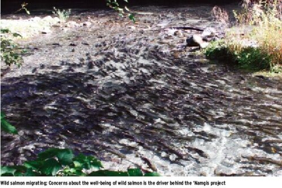 Canada: Aboriginally-owned tank farm to be stocked with Atlantic salmon
