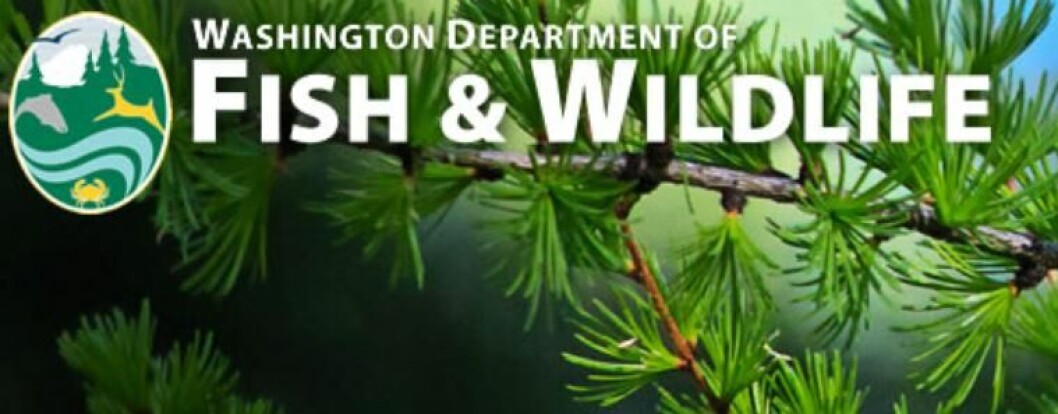 The WDFW said Cooke was complying with its permit by culling 800,000 smolts. Image: WDFW website. The WDFW said Cooke was complying with its permit by culling 800,000 smolts. Image: WDFW website.