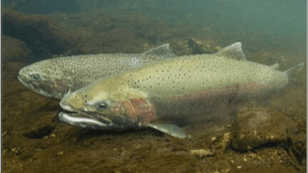 Cooke plans to farm native rainbow trout in Washington state in the Pacific Northwest. Photo: NOAA.