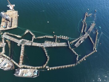 Cooke lost up to 250,000 fish - the number is disputed - when a pen assembly at Cypress Island farm collapsed in 2017. Cooke lost up to 250,000 fish - the number is disputed - when a pen assembly at Cypress Island farm collapsed in 2017.
