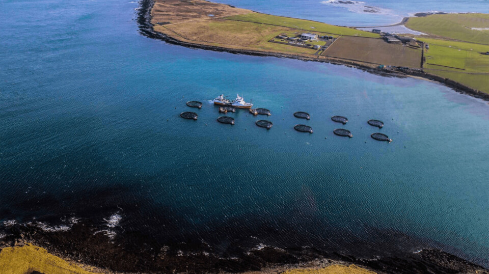 A Cooke farm in Orkney. Some of the company's sites there were affected by micro jellyfish blooms last year but its sites in Shetland were not impacted.