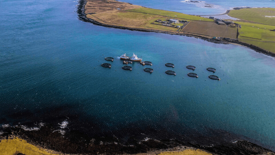 A Cooke farm in Orkney. The Canadian-owned company exports the majority of the fish it produces in Scotland to mainland Europe.