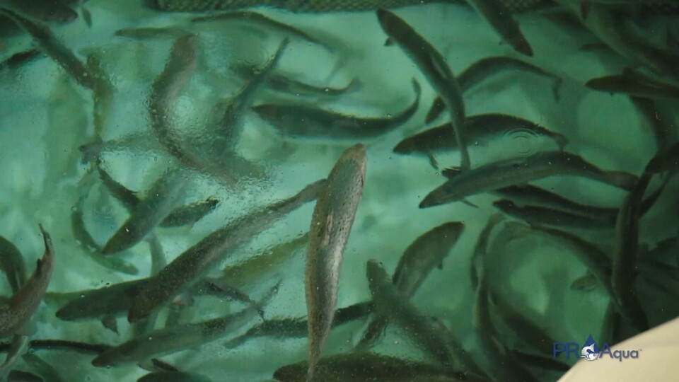 Fish growing in a PR Aqua RAS. Image taken from a PR Aqua promotional video.