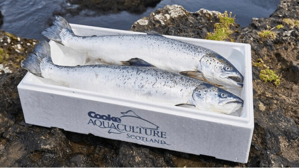Cooke Scotland's salmon brought in £170.7m in revenue in 2020. Photo: Cooke.