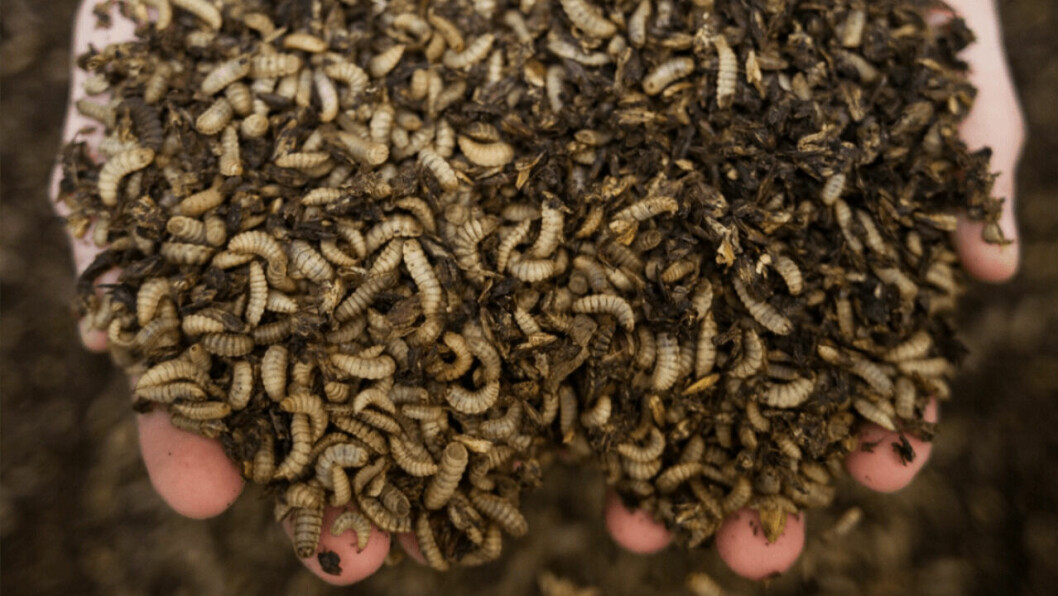 BSF larvae offer a promising alternative ingredient for fish feed if produced at an industrial scale. Photo: SAIC.